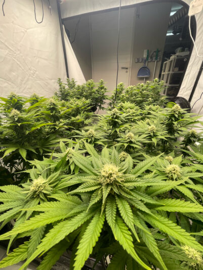 53CFE5CD-CE83-49FA-A6D2-E17C746BB95C