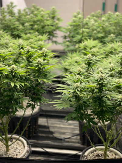 6E244FB9-586E-412C-B492-B1B62D53699D