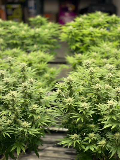 01941959-2FED-40C2-976E-52ADEDA645BB