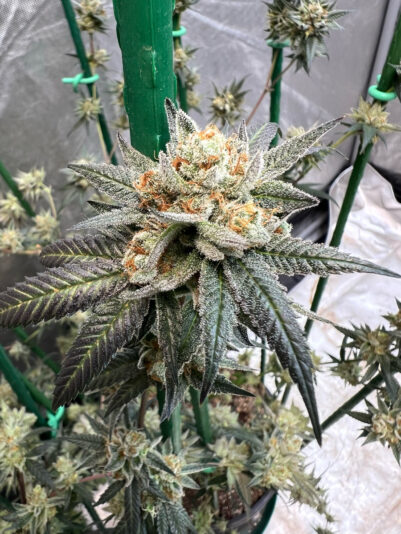 12952100-46CB-48CF-A31E-8818538D57FB