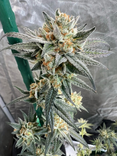 C0DD99F6-8CD3-465B-A6B8-71BDA3CFA430