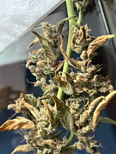 47BF3B18-0C5D-46A5-AEB6-DA3A4F5C18D3