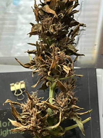 DC87B172-B4EF-4D73-8565-153F42054C24