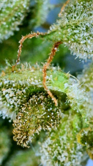 F24D1A8F-E75F-459E-A487-63A0F2C62917