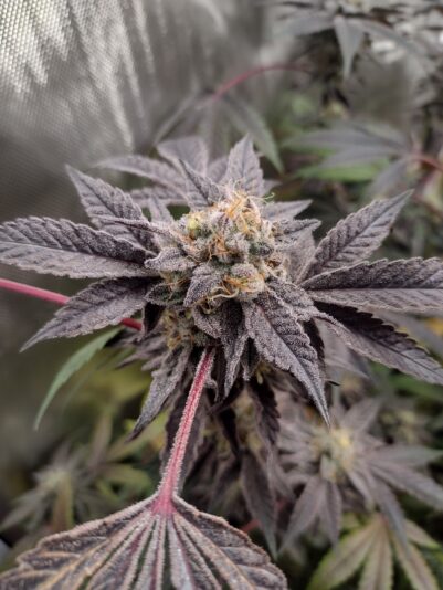 02a66cca-9452-40de-8750-219bc23b7885