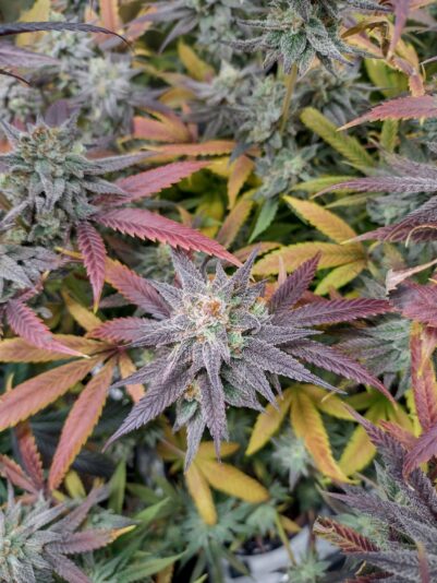 40551136-bc11-40bd-80b9-83209e7b865a