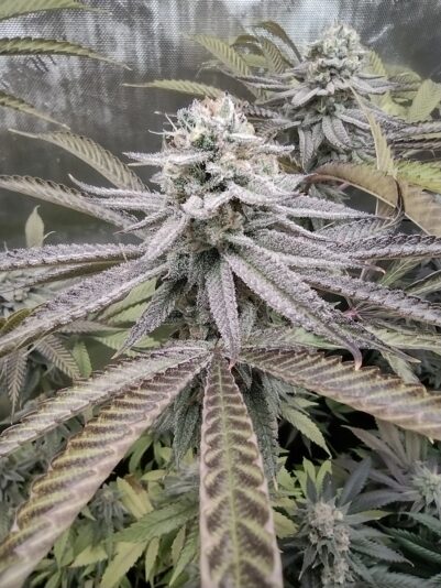 fe9850e1-d3ea-4a9c-ab4c-70ba4070a48f