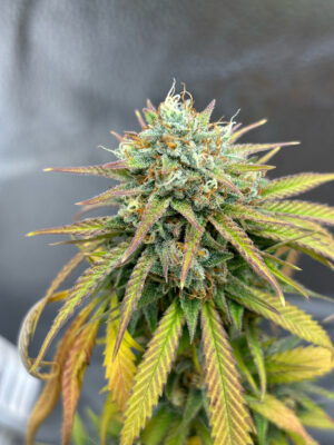 6BC56BE2-13C6-46E0-9E01-B152A4792E97