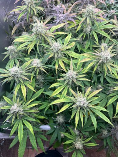 B3CA90CD-B360-4AE0-B872-111E69653C4E