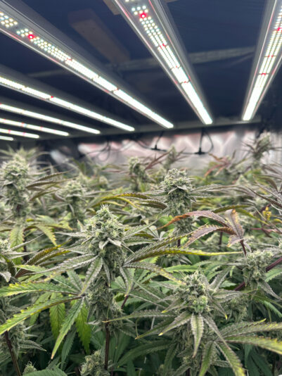 38BAB599-CC0F-485D-B50B-AC86AEEB7ADD