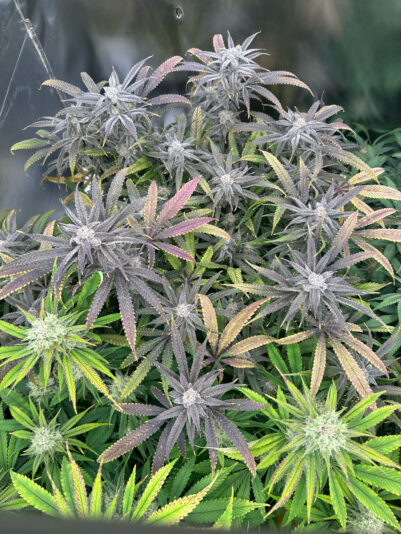 78D35E67-9091-4B53-9434-3A65A194637F