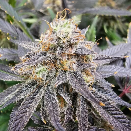 63a7b49a-0269-49d0-a84d-049da82dc7d7