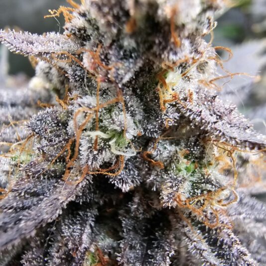 18b3c378-abd0-4e1b-b9d8-b6fea16459c8