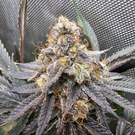 a8eb0d61-5d9f-4d98-bdae-d18dabe80c8f