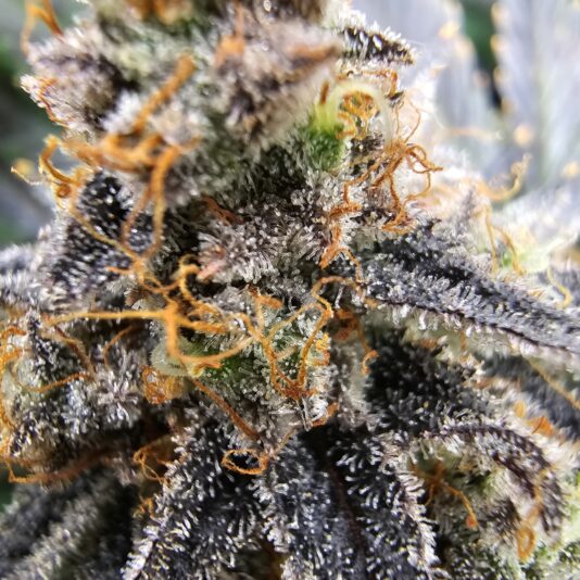 fe9dc33c-687d-4e24-ad39-9f24d21ee0a9