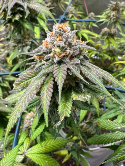 5D56CD28-DB83-4DD2-A59F-306E0B016195