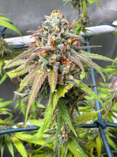 0C1679F5-FE1B-49AD-8EC4-A4740B11CE51