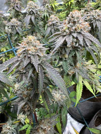 4CE7264C-CC3A-4203-9E0B-516F595505C5