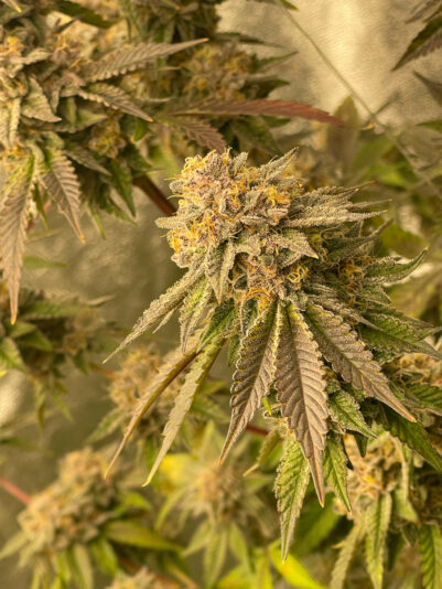 ACF43588-D7DF-4C2C-BA43-5C16B013D39D