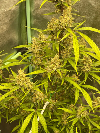 2DE7CDA0-0F23-4B3A-94BD-661AA01BCC94