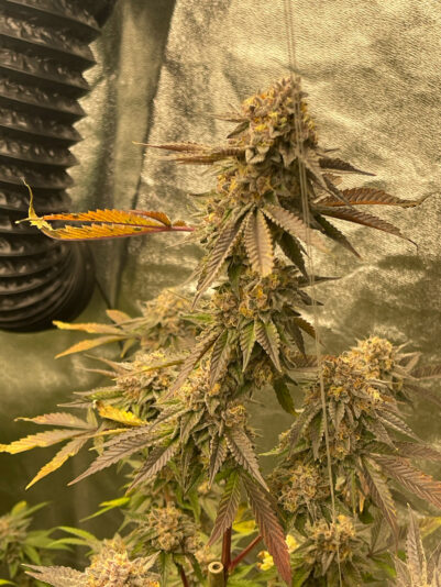 C85119DF-2D2D-46E5-8B6D-4C21AFF908BF