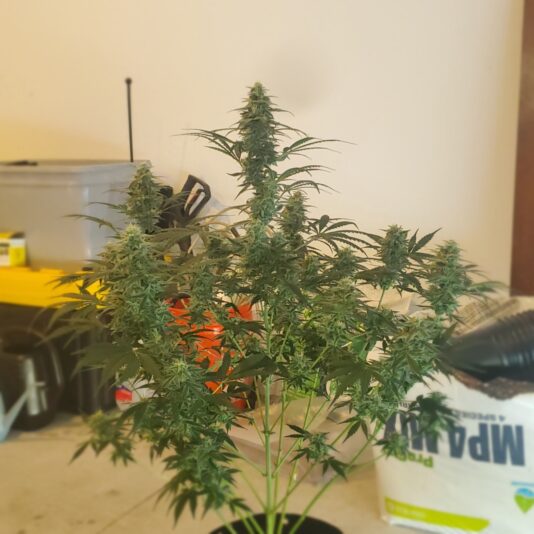 0a93b4cf-5f7b-499b-9511-37e4fe8db19b