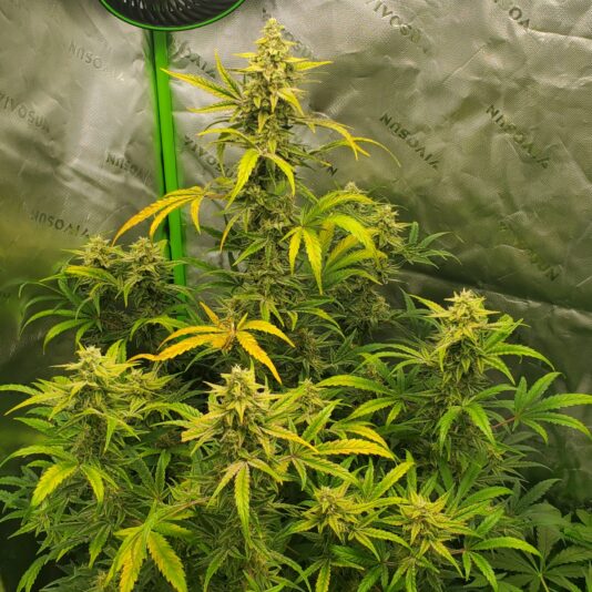 a90e0556-9b4c-4b41-a06a-e86be5277586