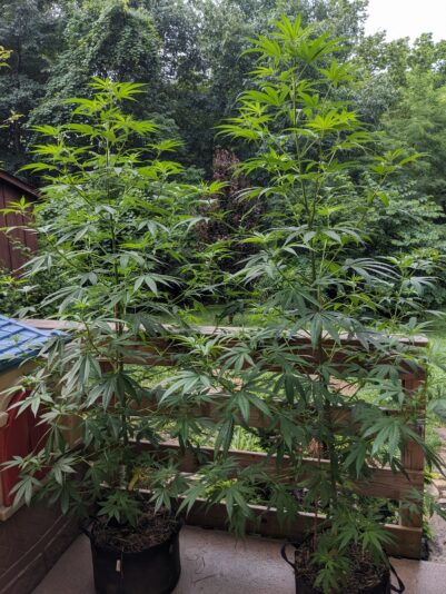 PXL_20240626_134926376