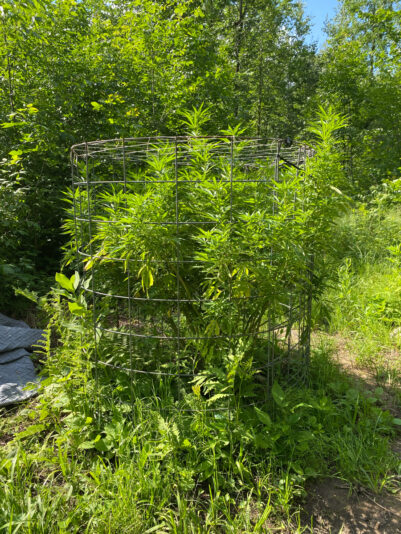 208F0E0B-2062-4CA4-B320-EF0327E81488