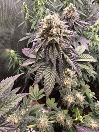 b988499b-be70-46d2-b9f8-17e7073e563f