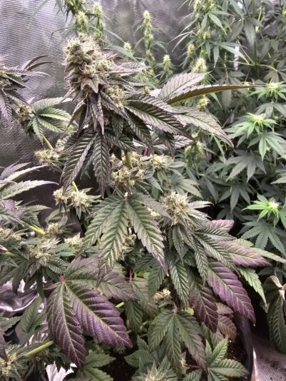 ac4cfc50-faa0-4914-be63-7db9b6b9b590