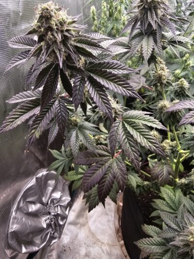 bac5825a-e684-4c5c-888b-be9f18ab6aaf