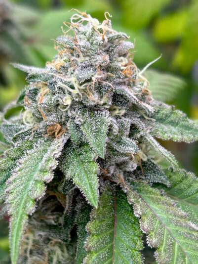 1EFA79C4-8F5B-4CF8-BFE8-046575874166