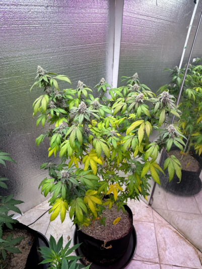 AA5207A2-CF24-48AB-903F-36E45B73BA59