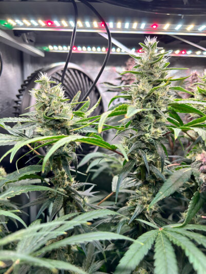 F9B9E6D3-FBCC-4938-AF94-ED2CCD0785DE