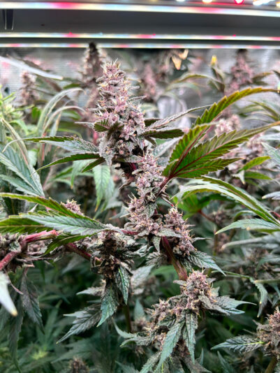 106CB8EE-C556-42E3-93BD-245CB53DF112