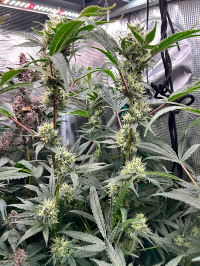 1FC00B3E-9283-4E76-B97B-CAC2AEA65ADB