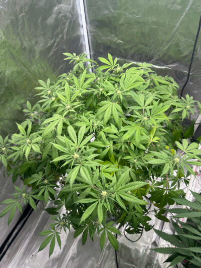 FC39A044-1CE5-46AF-A769-00FB804A3596