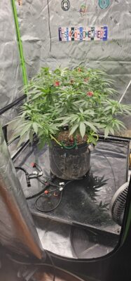 d9bff5ea-a27b-4428-9646-ceea82dfcd6d