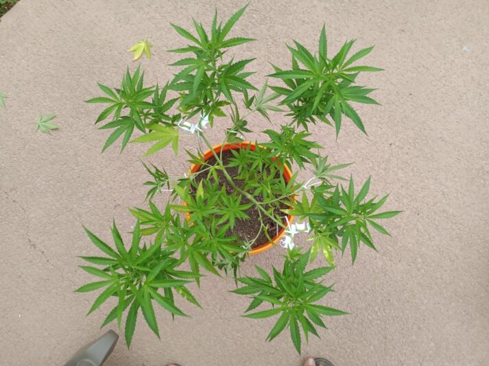 c6cf5c2f-4c8f-4cf7-ae28-f9ff24245051