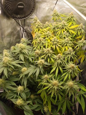 83906ded-1b63-43b1-addb-b1a1ff1a042d