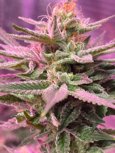 19592CEC-ADB9-4656-B9C3-F9CE1F5AF377