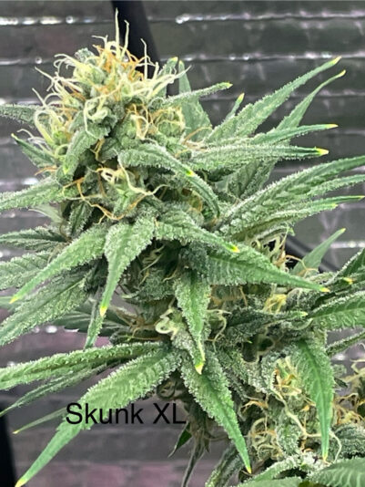 7A38FE62-D8AB-40CA-A547-E8428EC80440