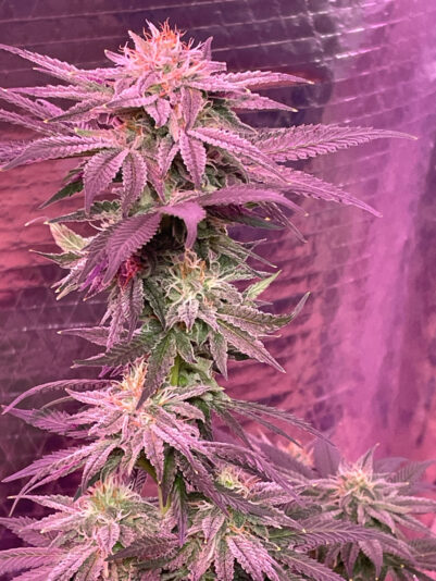 80455A79-023A-4997-B6B0-1416307D6C6E