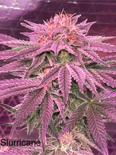 62C44565-5138-4487-A1CD-B9F1775C95C2