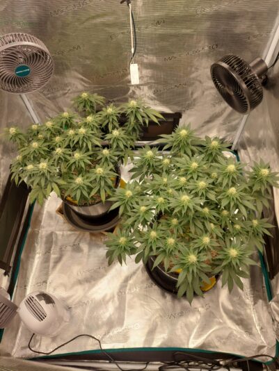 636c50da-b8f5-4805-81c2-5f857fa75e5a