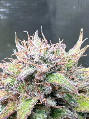 671549EF-E44E-4523-978D-AC3C0E962ABA