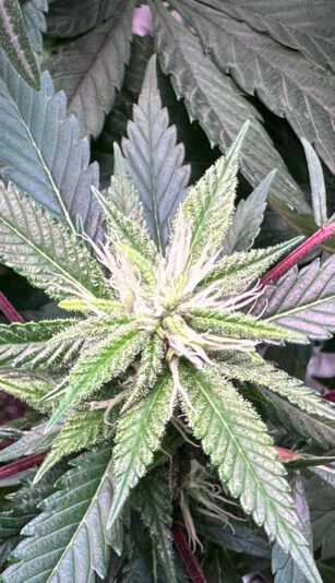 A7DAA006-8FFC-4D99-92B2-B79DA56C40BD