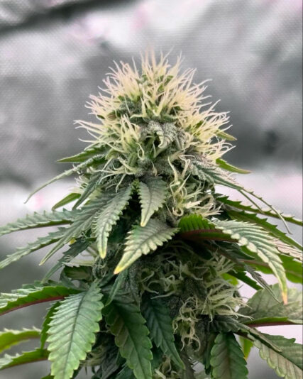 A6877158-67BA-4CEB-9B2D-8EA6AD545593