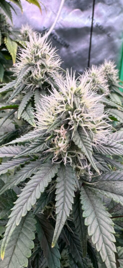 F87360A8-FC4E-4876-AD89-0019D9E4A9B3